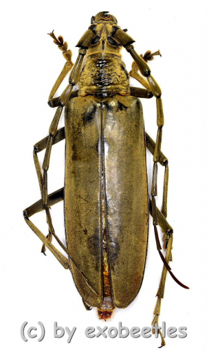 Neocerambyx vitalisi ( 65 – 69 )