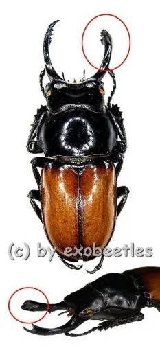Neolucanus brochieri ( 40+ )