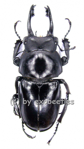 Neolucanus delicatus ( schwarze var. ) ( 40 - 44 )