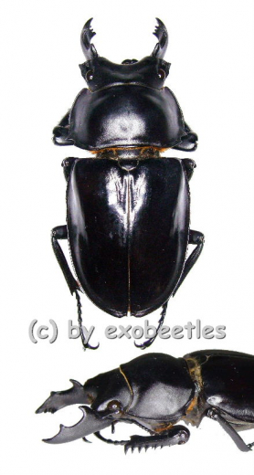 Neolucanus maximus maximus ( 65 - 69 )
