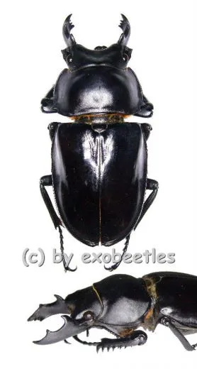 Neolucanus maximus maximus ( 65 - 69 )