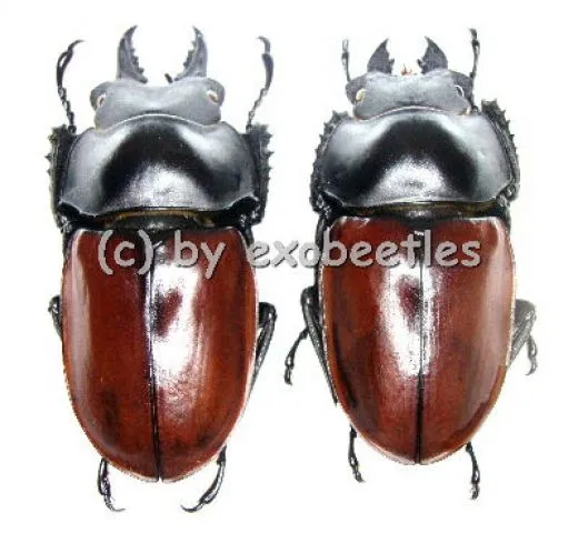 Neolucanus nitidus maekajanensis