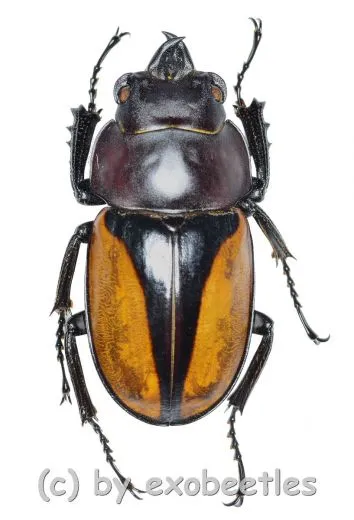 Neolucanus parryi