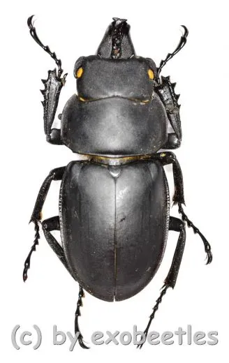 Neolucanus sinicus ssp.opacus ( 30 – 34 )