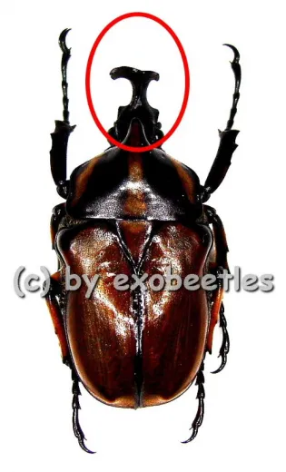Neophaedimus auzouxi ( 25+ )