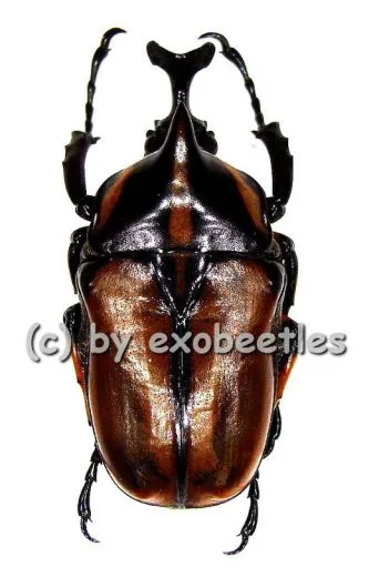 Neophaedimus auzouxi A2