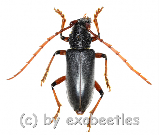 Neoplocaederus ruficornis ( 25 - 29 )