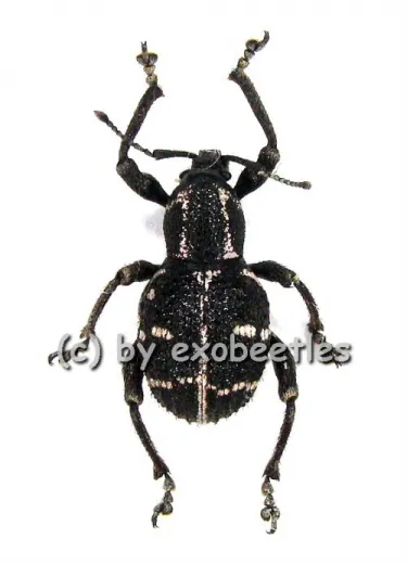 Neopygops banksii ( pink )