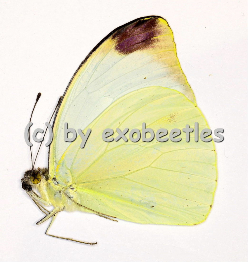 Nepheronia agria