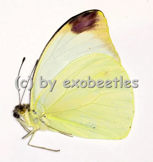 Nepheronia agria