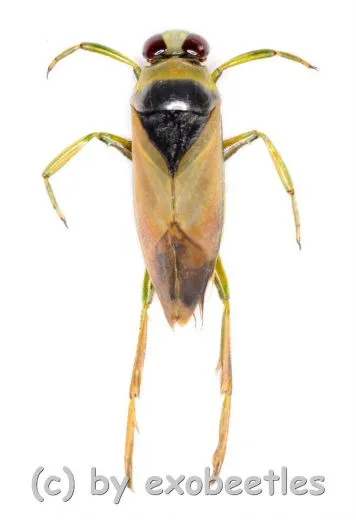 Notonecta glauca ( Rückenschwimmer )