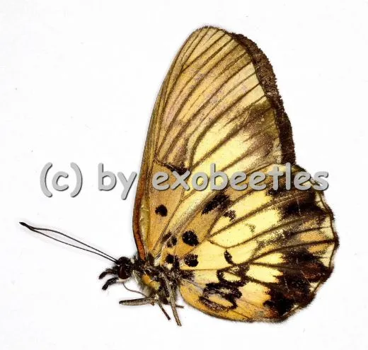 Nymphalidae spec. #9