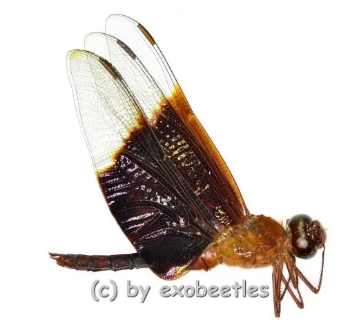 Odonata spec. #6