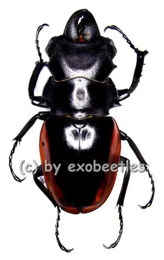 Odontolabis cuvera ssp.fallaciosus ( amphiodonte ) ( 50 – 54 )
