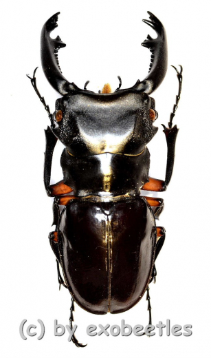 Odontolabis imperalis komorii ( 55 – 59 )