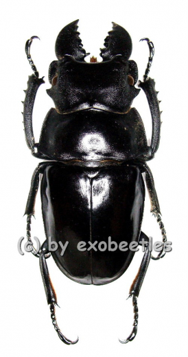 Odontolabis latipennis ( 60 – 64 )