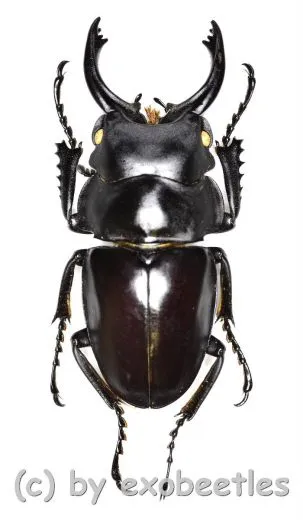 Odontolabis platynota coomani ( 35 – 39 )