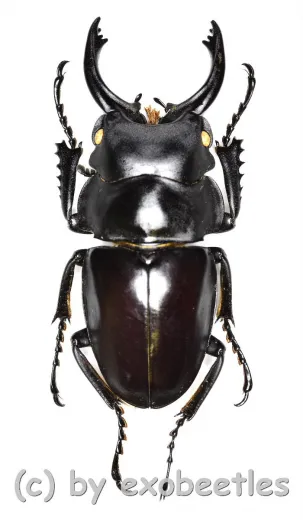 Odontolabis platynota coomani ( 35 – 39 )