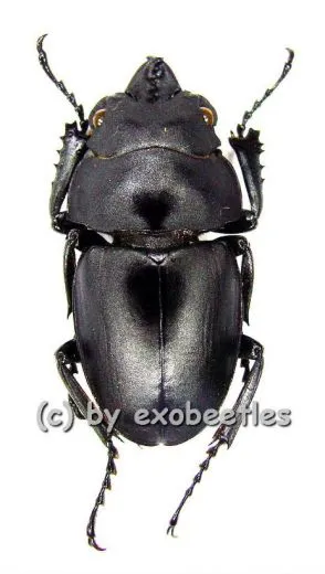 Odontolabis platynota platynota ( amphiodonte ) ( 25 - 29 )
