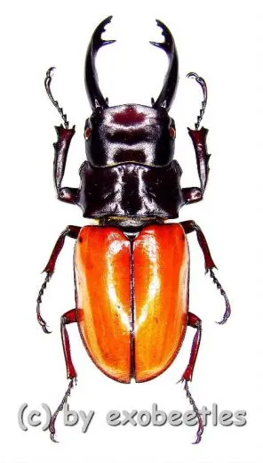 Odontolabis sarasinorum ( 40 – 44 )