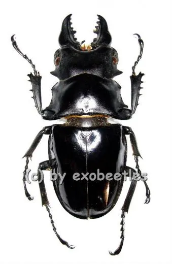 Odontolabis siva ( amphiodonte ) ( 60 – 64 )