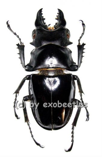 Odontolabis siva ( amphiodonte ) ( 50 – 69 ) A2