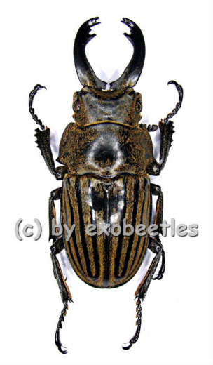 Odontolabis striata ( 40 – 44 )