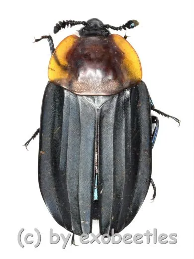 Oiceoptoma spec. ( 20 – 24 )