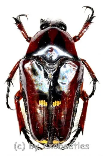Oncosterna celebensis ( 15 – 24 )