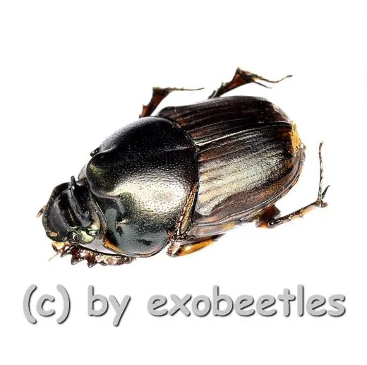 Onthophagus spec. #2 ( 5 – 9 )