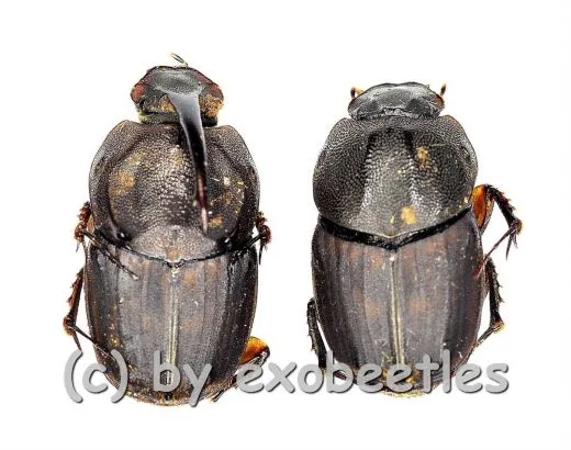 Onthophagus spec. #4 ( M 10 – 14 )