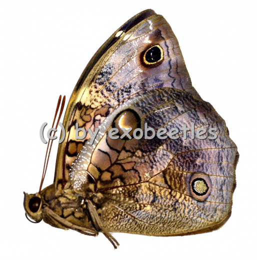 Opsiphanes invirae