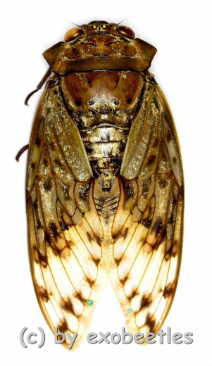 Oxypleura spec.