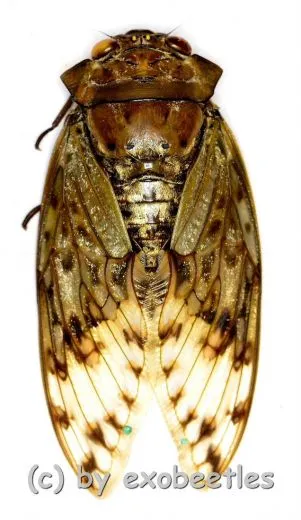 Oxypleura spec.