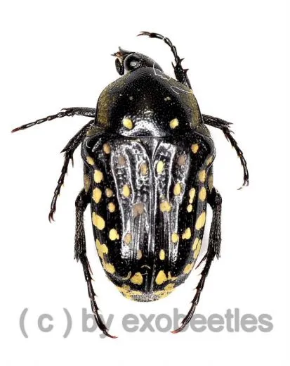 Oxythyrea ( Stichothyrea ) picticollis ( 5 – 9 )