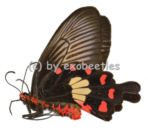 Pachliopta aristolochiae goniopeltis