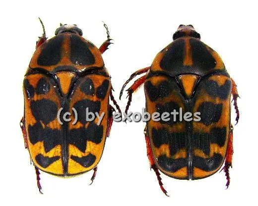 Pachnoda cordata cordata