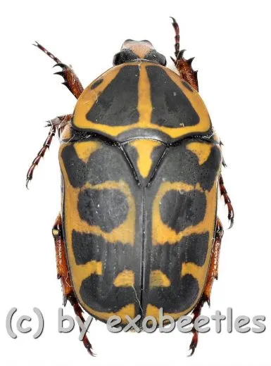 Pachnoda cordata cordata ( 15 – 19 )