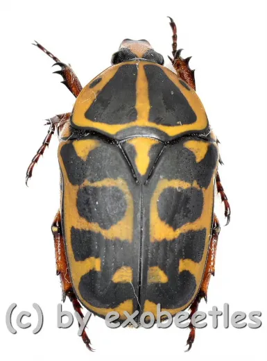 Pachnoda cordata cordata ( 15 – 19 )