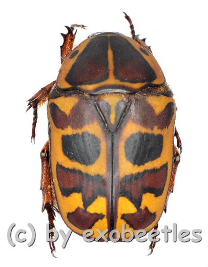 Pachnoda cordata dahomeyana