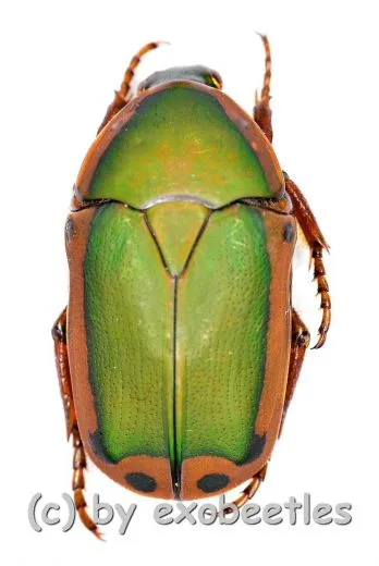 Pachnoda durandi ( 20 – 24 )