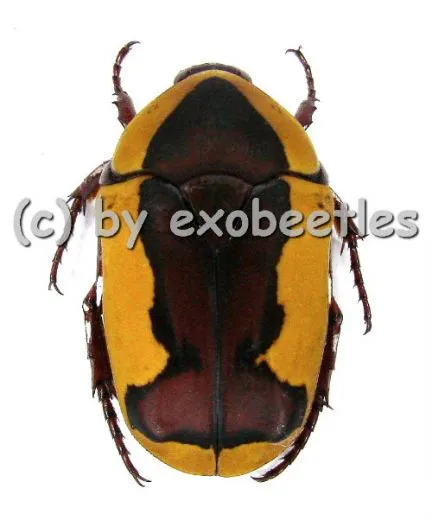 Pachnoda ephippiata ssp.falkei ( Zucht ) ( 20 - 25 )