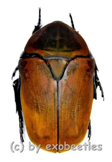Pachnoda marginata aurantia