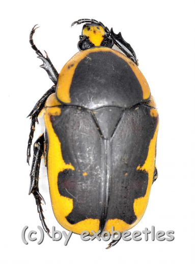 Pachnoda tridentata ( 20 – 24 )