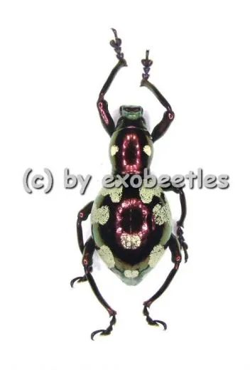 Pachyrrhynchus gemmatus purpureus ( Doliops mimicry ) ( 10 - 19 )