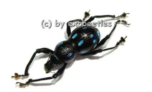 Pachyrrhynchus spec. #1 ( blau )