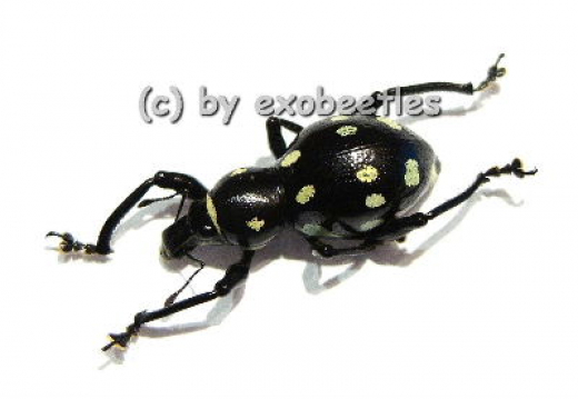Pachyrrhynchus spec. #1 ( gelb )