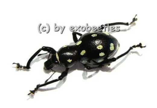 Pachyrrhynchus spec. #1 ( gelb )
