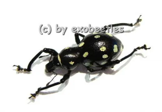 Pachyrrhynchus spec. #1 ( gelb )