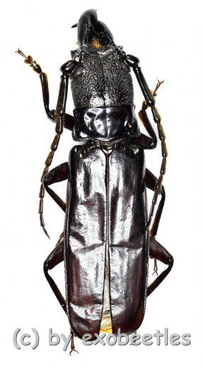 Palaeomegopis lameerei ( 45 – 49 )